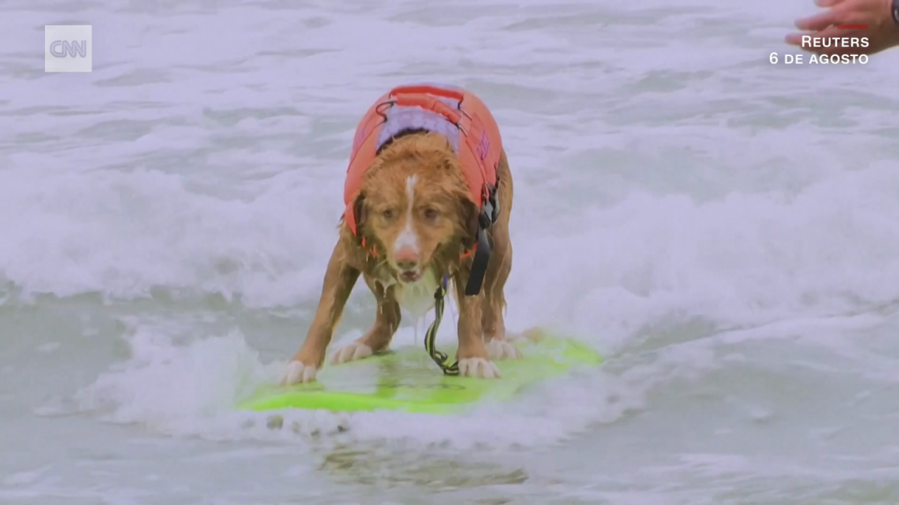 CNNE 1250035 - mira estos perros competir en su campeonato mundial de surf