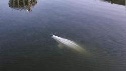 CNNE 1250624 - una beluga atrapada en el rio sena sera trasladada