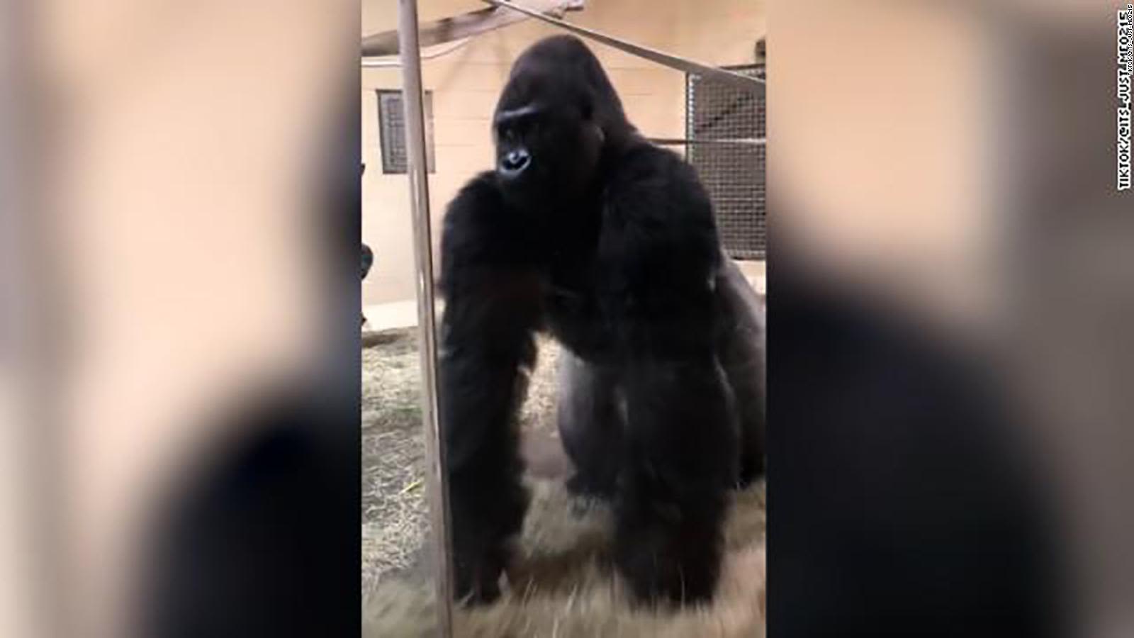 La entrada deslizante de un gorila asombra a una visitante del zoológico y  se vuelve viral