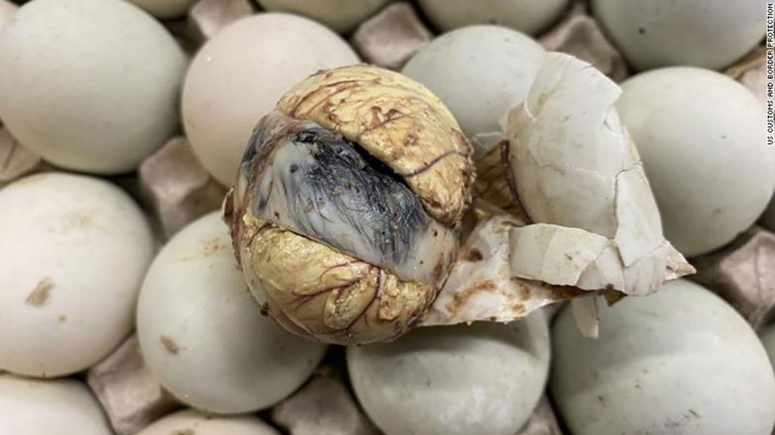 Los funcionarios de la CBP en el Aeropuerto Intercontinental George Bush de Houston descubrieron huevos de balut en el equipaje de un pasajero el 6 de marzo. Los huevos de balut contienen un embrión de pato, y se hierven y se comen con la cáscara.