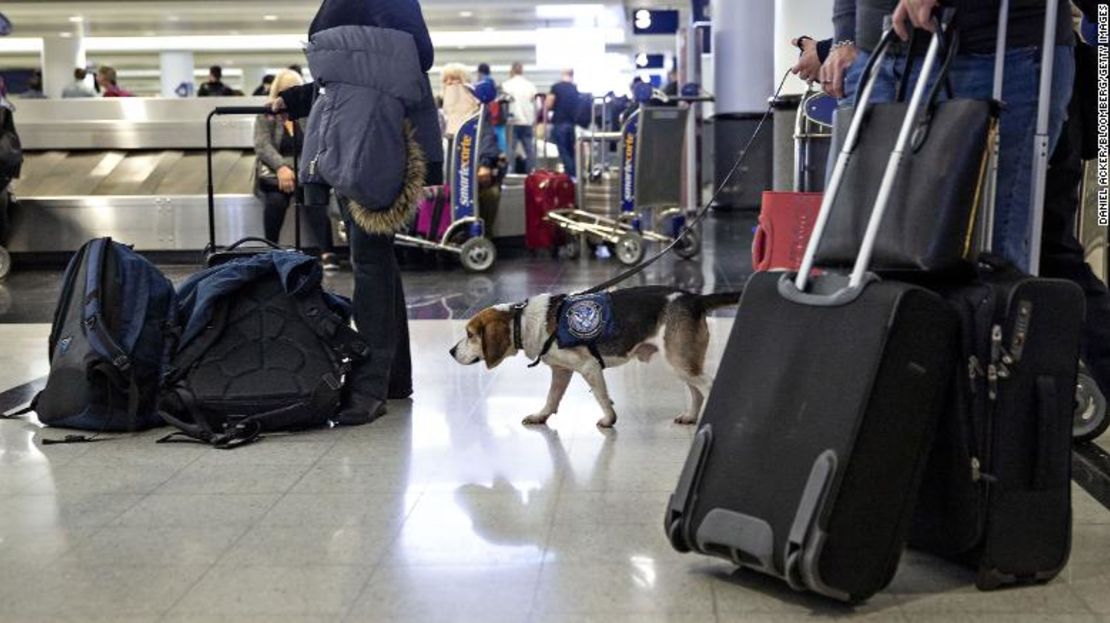 Jarvis, un beagle, trabaja en la zona de recogida de equipajes del aeropuerto internacional O'Hare de Chicago. Forma parte de la Brigada Beagle, que colabora con los agentes fronterizos para olfatear los alimentos prohibidos en el equipaje.