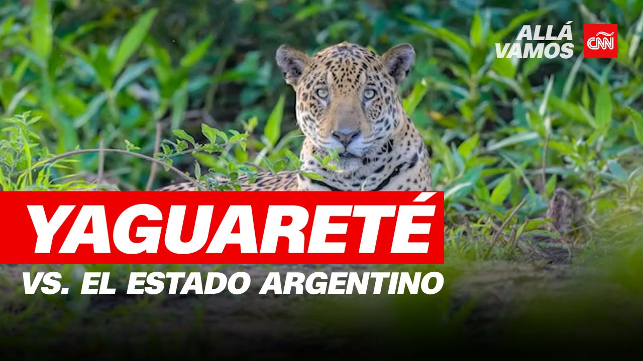 CNNE 1251215 - el yaguarete vs- el estado argentino- cnn viajo a la zona de deforestacion que pone en peligro de extincion a los jaguares