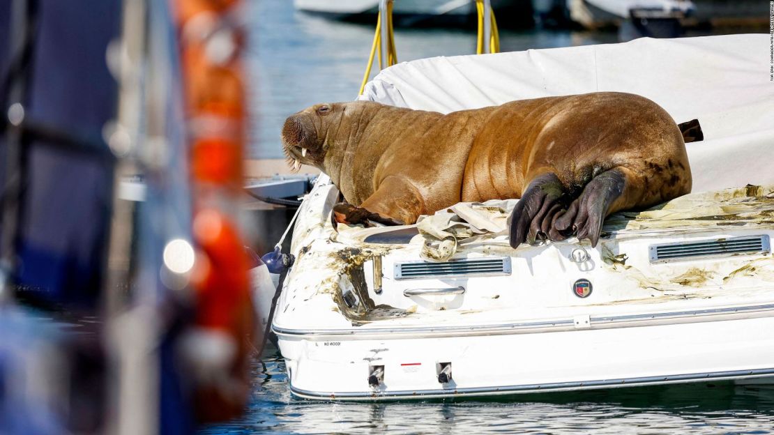 Freya descansa en un barco en Frognerkilen, en el fiordo de Oslo, Noruega, el 19 de julio de 2022.