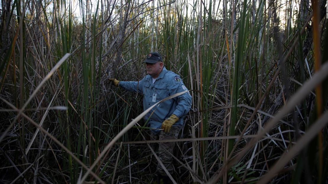 Thomas Aycock explora los Everglades mientras caza pitones birmanas en el desafío de 2020.