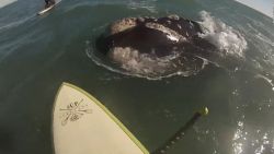 CNNE 1253785 - mira el inusual encuentro de estos jovenes con un grupo de ballenas