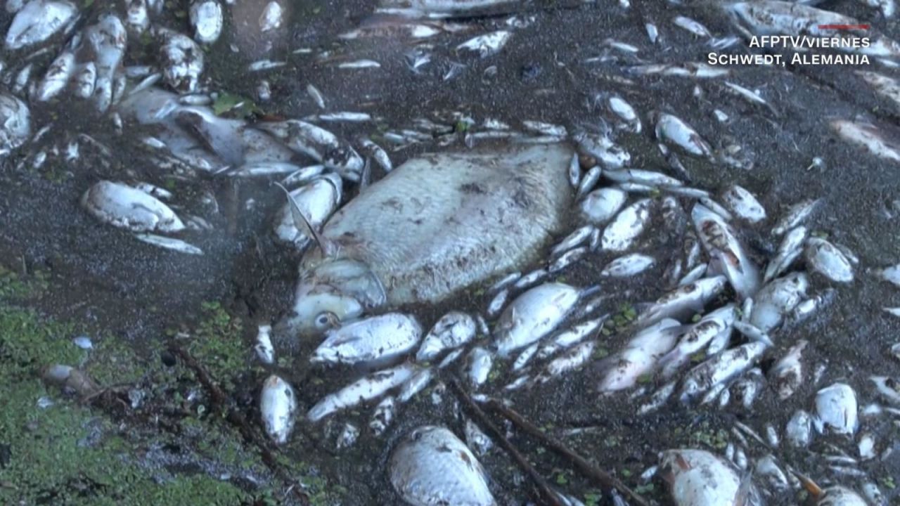 CNNE 1253877 - aparecen miles de cadaveres de peces en un rio entre alemania y polonia