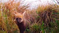 CNNE 1254231 - conoce a los pequenos cachorros de aguara guazu nacidos en argentina