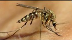 CNNE 1254235 - ¿que es el virus del nilo occidental reportado en nueva york?