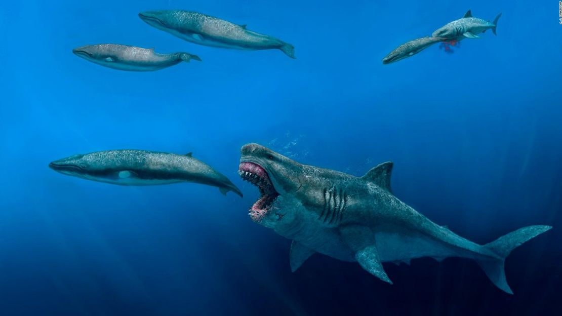 Esta ilustración muestra un tiburón Otodus megalodon de 15 metros depredando a una ballena Balaenoptera de 8 metross en la época del Plioceno, hace entre 5,4 y 2,4 millones de años.