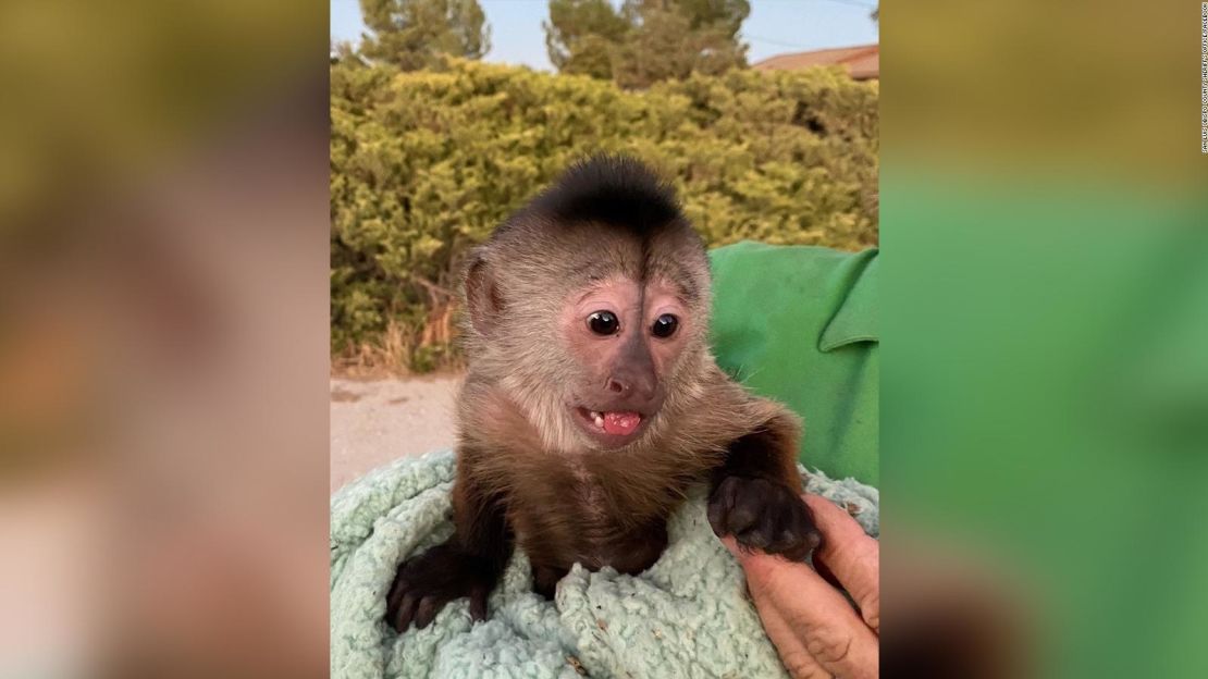 Route, un mono capuchino en Conservation Ambassadors, animó a los policías a investigar la oficina del zoológico después de que accidentalmente llamó al 911.