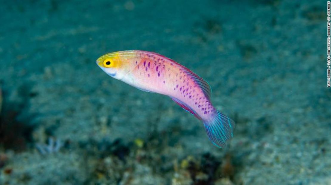 A pesar de su penumbra, la zona crepuscular alberga peces de una impresionante variedad de colores, como el Cirrhilabrus wakanda.