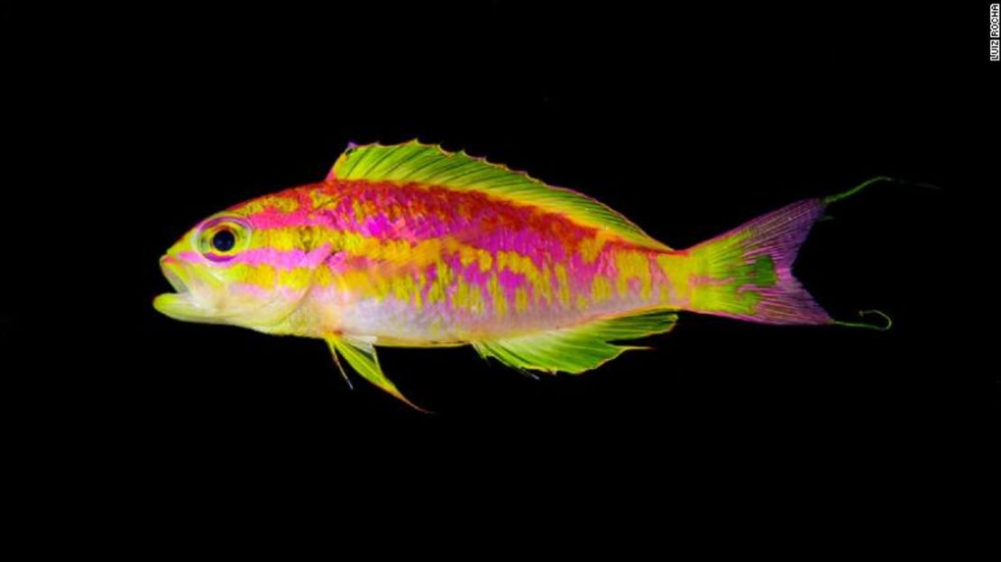 La afrodita fluorescente rayada Tosanoides, comúnmente conocida como Anthias Afrodita, fue descubierta en las Rocas de San Pablo en Brasil en 2017. Rocha y su colega Hudson Pinheiro la bautizaron con el nombre de la antigua diosa griega del amor y la belleza porque quedaron encantados con la exquisita especie.