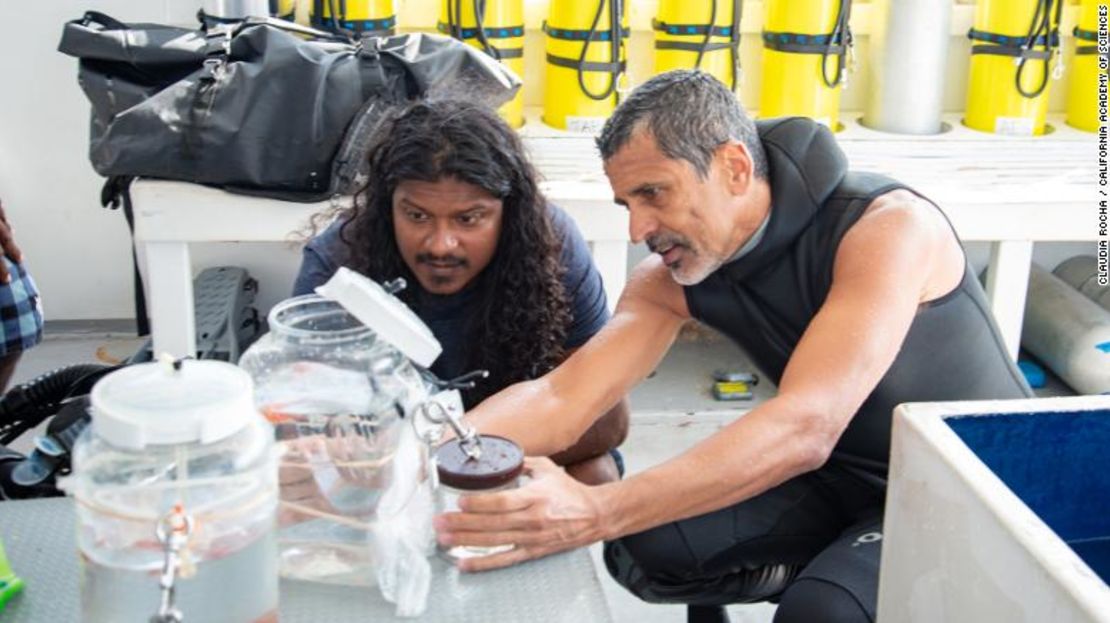 Ahmed Najeeb (izquierda) y Luiz Rocha inspeccionan especímenes de peces durante una reciente expedición en las Maldivas.