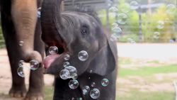 CNNE 1257701 - mira a este bebe elefante jugar con burbujas por primera vez