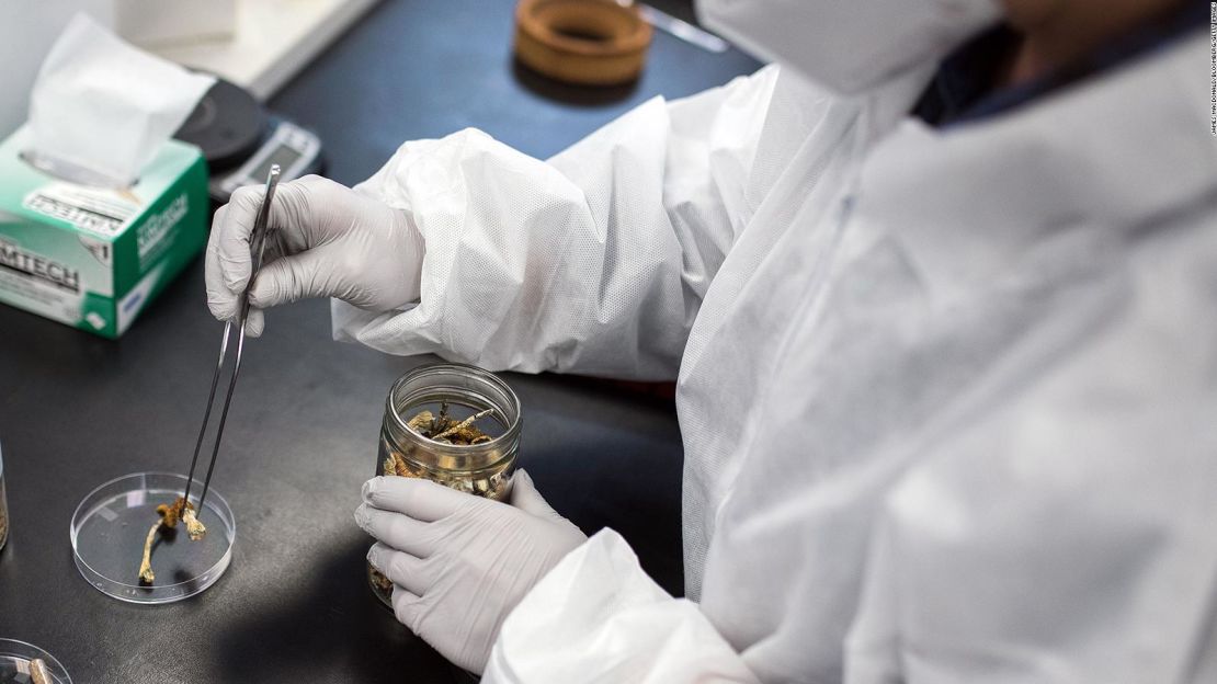 Un investigador de laboratorio saca un hongo de psilocibina de un recipiente.