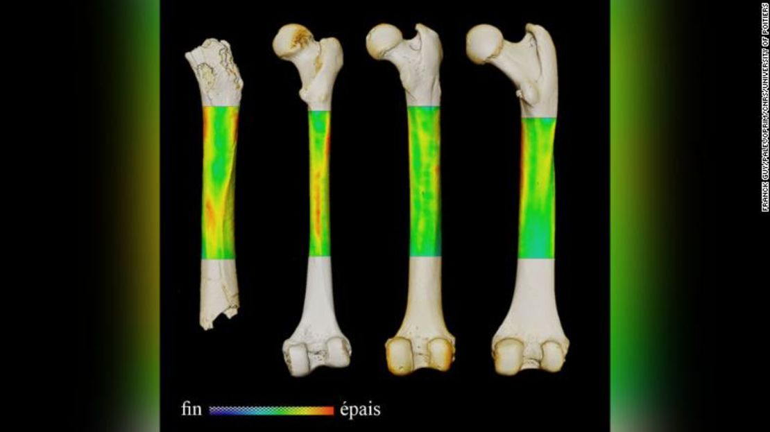 Esta imagen muestra el mapa de variación del grosor de los fémures de Sahelanthropus, un humano actual, un chimpancé y un gorila (de izquierda a derecha en vista posterior).