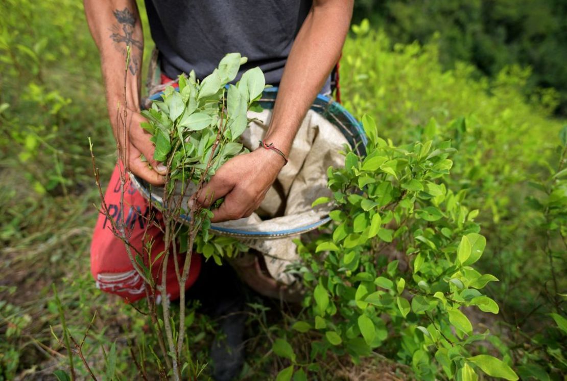 Un raspachin, un recolector de hoja de coca, trabaja en una plantación de coca en el Catatumbo, departamento de Norte de Santander, Colombia, el 20 de agosto de 2022. La región del Catatumbo alberga la mayor área de cultivos ilegales de hoja de coca utilizada para fabricar cocaína en el mundo, convirtiéndolo en un centro para el crimen organizado.