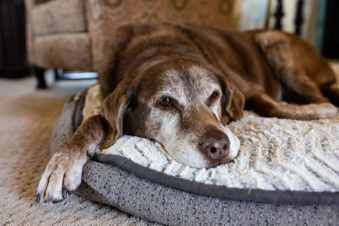 Los perros mayores con demencia pueden sufrir problemas para dormir, dicen los expertos.