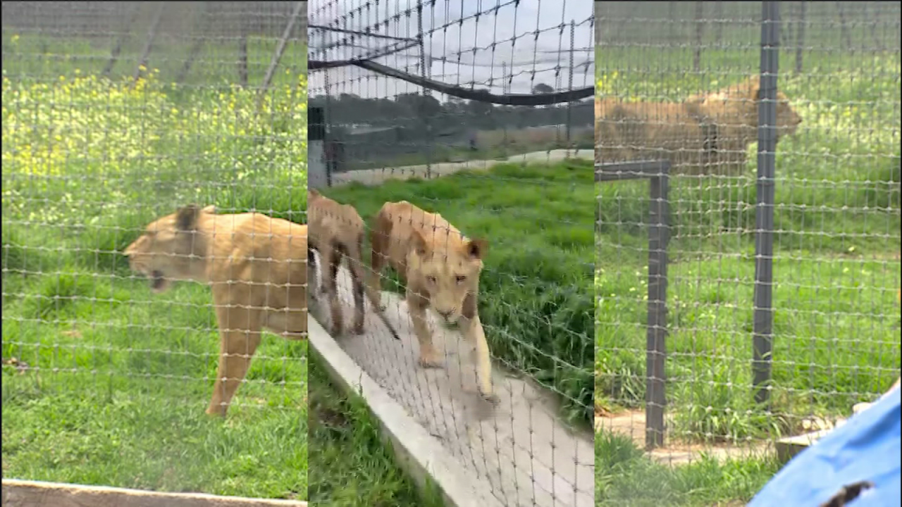 CNNE 1259066 - activistas buscan rescatar cientos de felinos en mexico