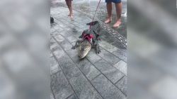 CNNE 1259678 - este caiman paseo con su dueno por un parque en filadelfia