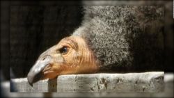 CNNE 1259800 - asi puedes escogar el nombre de 2 crias de condor en mexico