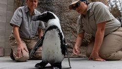 CNNE 1260132 - pinguino del zoo de san diego recibe zapatos ortopedicos