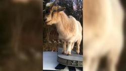 CNNE 1260569 - cabras sueltas invaden la patrulla de un policia en alabama