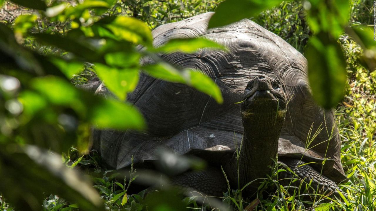 CNNE 1261117 - investigan muerte de varias tortugas gigantes en galapagos