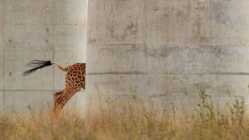 José Fragozo, de Portugal, capta el contraste entre el mundo natural y las infraestructuras humanas. Empequeñecidos por los gigantescos pilares del nuevo ferrocarril de vía estándar de Kenya que atraviesa el Parque Nacional de Nairobi, los bloques grises contrastan con el inconfundible patrón del mamífero terrestre más alto de la naturaleza. Crédito: José Fragozo/Fotógrafo de Vida Silvestre de 2022