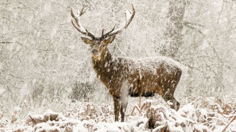 Joshua Cox encuadra un ciervo rojo que se alza majestuosamente mientras cae la nieve. Acababa de empezar a nevar cuando Joshua, de 7 años, y su padre llegaron a Richmond Park, en Londres, Inglaterra. Seguían a los ciervos a una distancia segura cuando, de repente, la nieve se intensificó y uno de los ciervos se detuvo. Crédito: Joshua Cox/Fotógrafo de Vida Silvestre de 2022