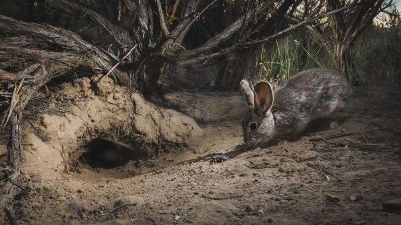 Morgan Heim revela un encuentro íntimo entre un escarabajo y un conejo en la cuenca del Columbia, en el estado de Washington. Heim colocó cámaras trampa junto a las madrigueras de los conejos pigmeos para observarlos. Le encantó ver cómo uno de los conejos olfateaba un escarabajo apestoso que se había refugiado en su madriguera. Crédito: Morgan Heim/Fotógrafo de Vida Silvestre de 2022