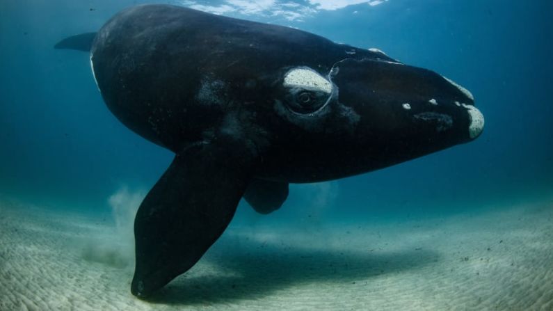 El principal reto de Richard Robinson fue nadar lo suficientemente lejos de la curiosa cría de ballena para fotografiarla. Ahora protegidas, las ballenas francas australes de Nueva Zelandia, conocidas como "tohorā" en maorí, fueron cazadas hasta casi su extinción por los balleneros europeos en el siglo XIX, y luego por los balleneros soviéticos en el siglo XX. Crédito: Richard Robinson/Fotógrafo de Vida Silvestre de 2022