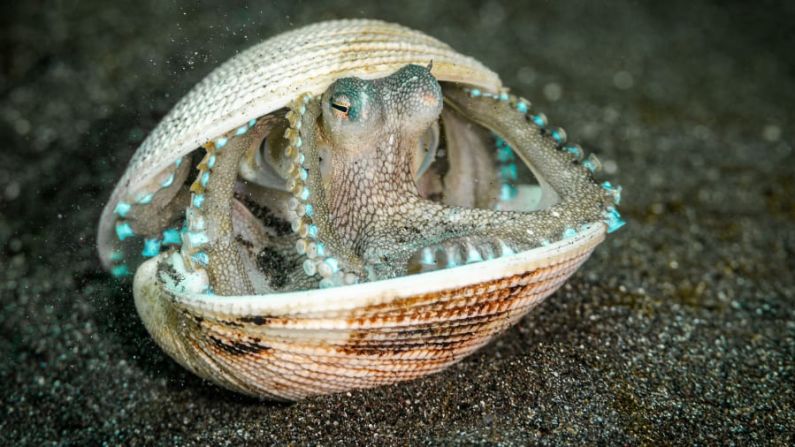 Samuel Sloss recibió una mención especial en la categoría de jóvenes de 15 a 17 años por su imagen de un pulpo coco que se asoma de una concha de almeja. Tomó la imagen mientras buceaba en Sulawesi, Indonesia. El pulpo cerró la tapa de la concha cuando Samuel se acercó, pero luego la abrió lentamente, revelando colores y espirales. Crédito: Samuel Sloss/Fotógrafo de Vida Silvestre de 2022