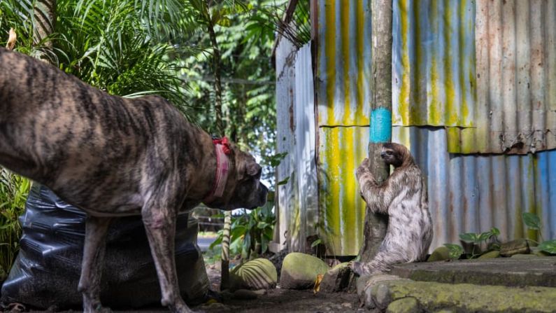 La fotógrafa estadounidense Suzi Eszterhas capta un encuentro entre un perezoso de garganta marrón y un perro en Costa Rica. El perro, que había participado en un programa de adiestramiento sobre perezosos, se limitó a olfatearlo. Los perezosos viven en los árboles y rara vez descienden, pero se han visto obligados a instalarse en zonas urbanas por la pérdida de su hábitat. Crédito: Suzi Eszterhas/Fotógrafo de Vida Silvestre de 2022