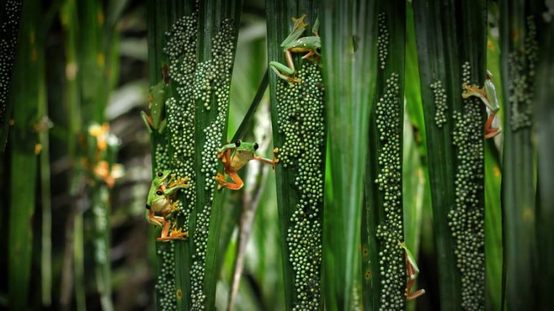 Brandon Güell documenta un raro frenesí de cría de ranas arbóreas en Puntarenas, Costa Rica. Estos espectaculares eventos de cría en masa ocurren sólo en algunos lugares remotos, unas pocas veces al año. Cada hembra pone alrededor de 200 huevos y, finalmente, los renacuajos nacidos caen al agua. Crédito: Brandon Güell/ Fotógrafo de Vida Silvestre de 2022