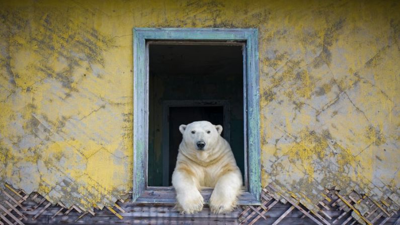 Dmitry Kokh utilizó un dron de bajo ruido para capturar esta imagen de un oso polar en la pequeña isla de Kolyuchin, en el Alto Ártico ruso. Con el cambio climático que reduce el hielo marino, la caza es cada vez más difícil, lo que empuja a estos osos a buscar comida. Crédito: Dmitry Kokh/Fotógrafo de Vida Silvestre de 2022