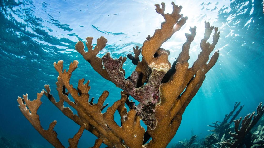 Así como otros ecosistemas vitales de coral se han degradado en todo el mundo, ahora resulta muy inusual encontrar la especie elkhorn viva en la naturaleza.