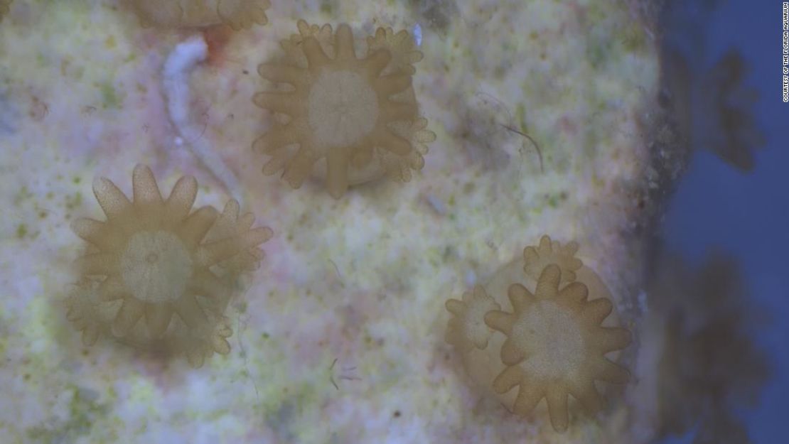 Esta imagen de microscopio muestra los corales bebés que desovaron en el Acuario de Florida.