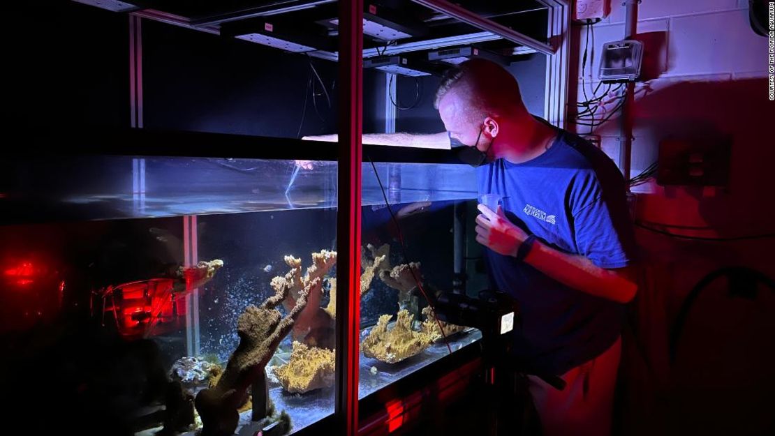 Un investigador trabaja con el coral recién desovado en un acuario.