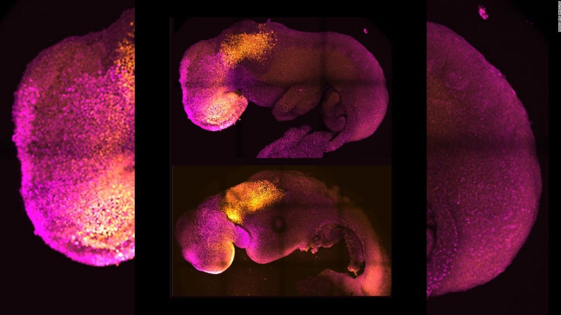 Embriones naturales (arriba) y sintéticos (abajo) muestran una formación comparable de cerebro y corazón.