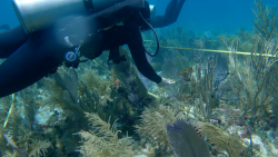 CNNE 1263045 - conoce importante avance que revitalizaria los arrecifes de coral