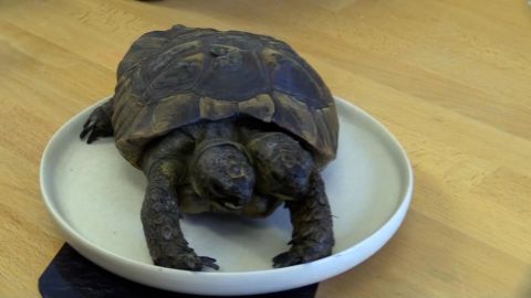 CNNE 1263067 - conoce a janus, la tortuga de 2 cabezas que cumple 25 anos de edad