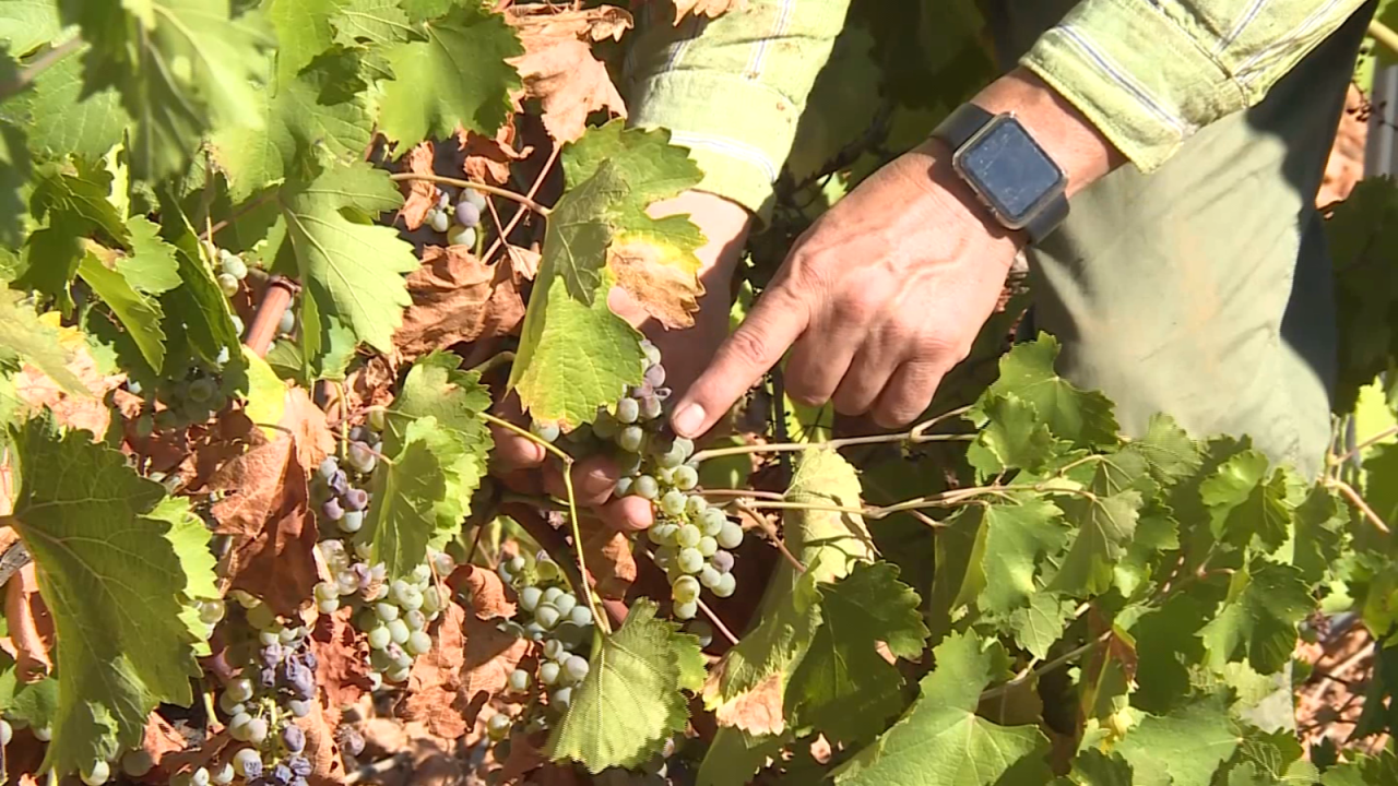 CNNE 1263890 - olas de calor y sequia afectan la industria vitivinicola en espana