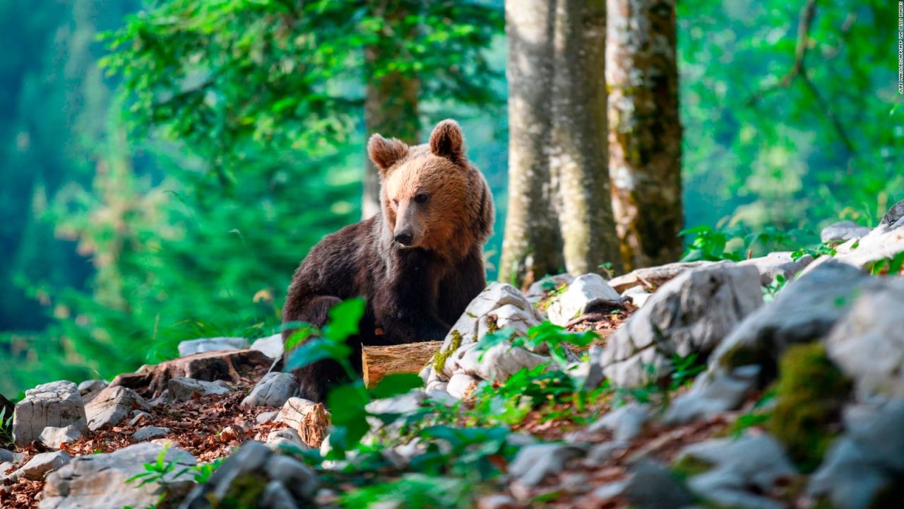 CNNE 1264626 - la sorpresa de estos duenos al ver un oso en su casa