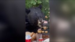 CNNE 1266109 - asi fue el momento en el que un oso irrumpio en un cumpleanos