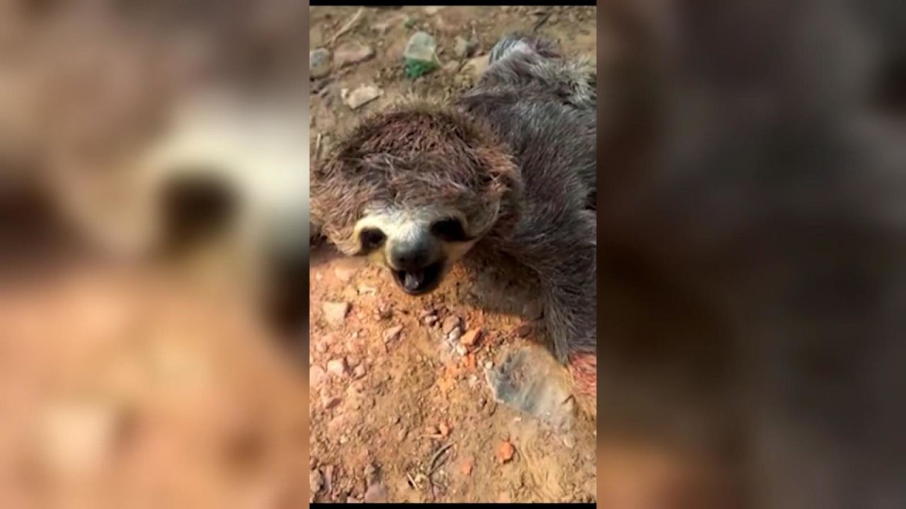 CNNE 1266835 - mira el reencuentro entre una cria de oso perezoso y su mama tras huir de los incendios en bolivia