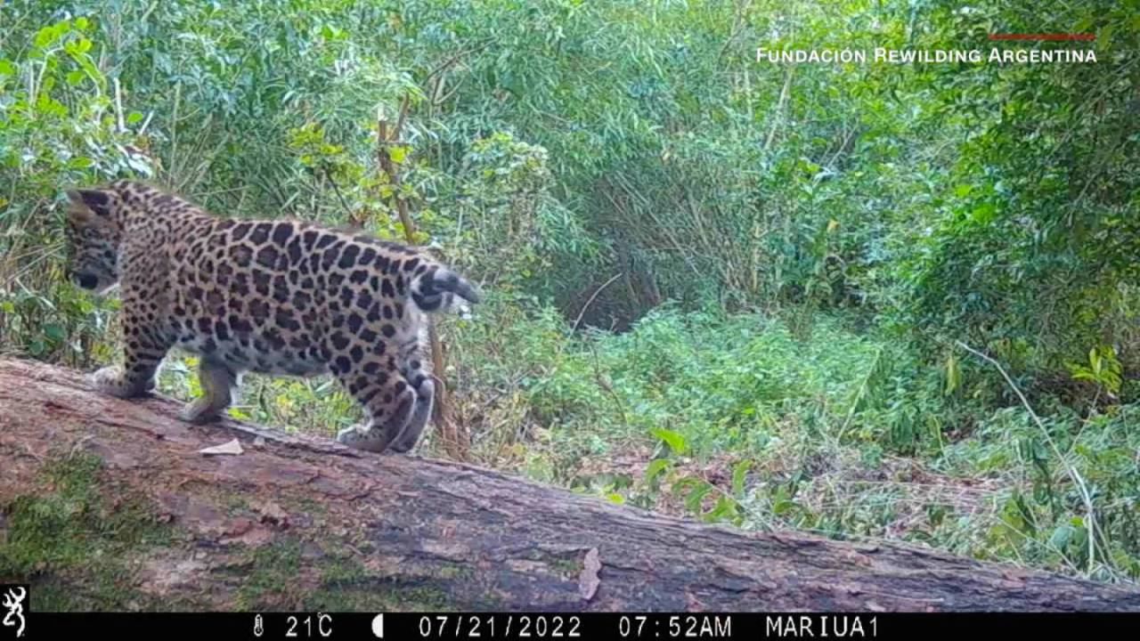 CNNE 1267444 - mira los yaguarete nacidos en libertad en los esteros del ibera