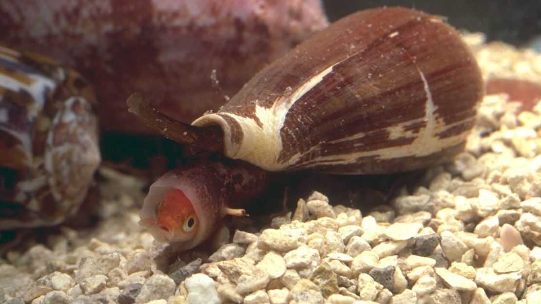 El caracol cónico utiliza su veneno para paralizar a sus pequeñas presas. Los compuestos del veneno se convirtieron en un potente analgésico. Crédito: Asociación Estadounidense para el Avance de la Ciencia