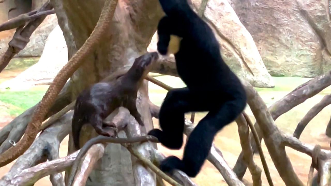 CNNE 1268395 - una nutria y un simio, la pareja mas extrana de este zoologico