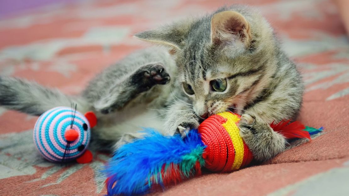 Compra juguetes para mascotas pensando en su verdadero bienestar. Resiste el impulso de comprar por comprar. Crédito: natavilman/Adobe Stock